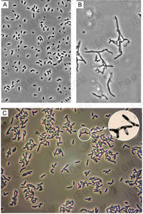 Cell morphology of R. ruber cells grown on nutrient agar. Phase contrast microscopy