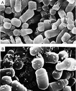 Scanning electron microscopy of R. ruber cells grown on nutrient agar