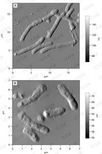 Atomic force microscopy (AFM). R. ruber IEGM 231 grown on nutrient agar