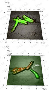 Combined 3D AFM-CLSM image of immobilized R. erythropolis IEGM 267 cells after incubation with (B) or without (A) dehydroabietic acid