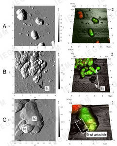 AFM images (1) and combined 3D AFM-CLSM images (2) of R. rhodochrous IEGM 66 without (A) and with (B, C) betulin