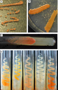 Macromorphological characteristics of Rhodococcus members