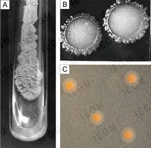 R. ruber IEGM 333 on mineral salts agar in the presence of propane