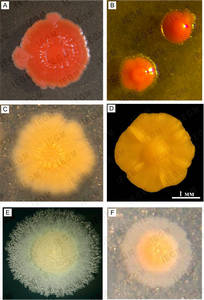 R. ruber colonies on nutrient agar: (A) strain IEGM 333, (B) strain IEGM 71; on mineral salts agar in the presence of n-hexadecane: (C) strain IEGM 235, (D) strain IEGM 231 or propane: (E) strain IEGM 231, (F) strain IEGM 333