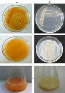 Comparative growth of R. ruber IEGM 235 on different nutrient media for five days