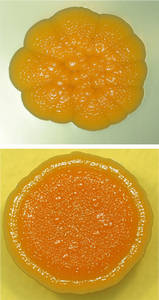 Macrocolonies of R. ruber IEGM 231 on nutrient agar