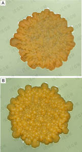 Rhodococcus macrocolonies with secondary growth, firmly attached to the surface of nutrient agar due to the formation of substrate mycelium: (A) R. aetherivorans IEGM 911T and (B) R. ruber IEGM 319