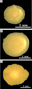 Morphological diversity of R. erythropolis IEGM 201 colonies depending on the carbon source used