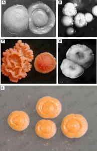 S- and R-colonies of rhodococci on nutrient agar