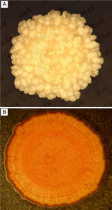 Colonies of R. jostii IEGM 60 (A) and R. ruber IEGM 233 (B)