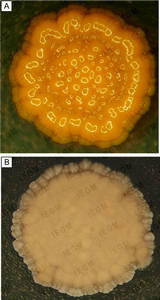 Colonies of R. fascians IEGM 43 (A) and R. opacus IEGM 56 (B)