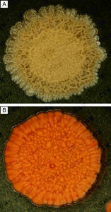 Colonies of R. erythropolis IEGM 766 (A) and R. aetherivorans IEGM 1250 (B)