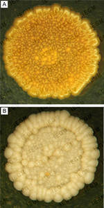 Colonies of R. yunnanensis IEGM 1323 (A) and R. maanshanensis IEGM 1396 (B)