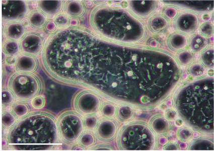 R. ruber IEGM 235 cells inside a hydrocarbon drop (n-hexadecane)